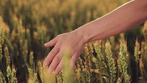 Art Farming Exploring Connection Between Man Nature. delve into deep-rooted Stock Photos