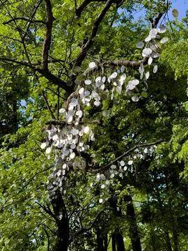 Art Installation of Hanging Discs on Tree in Park Stock Photos