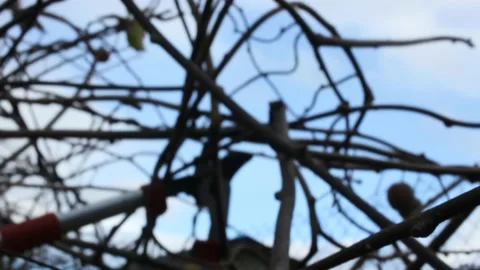 The art of pruning kiwi trees Stock Footage 236941497