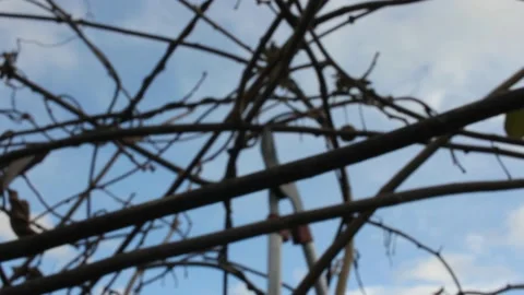 The art of pruning kiwi trees in my garden Stock Footage 236941487