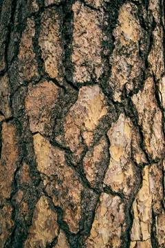 The art of rough tree skin surface for texture and background 写真素材