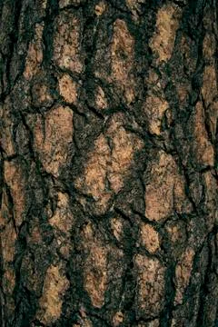 The art of rough tree skin surface for texture and background Stockfoto's