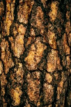 The art of rough tree skin surface for texture and background 写真素材