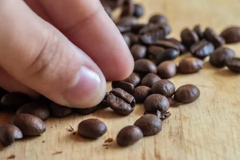 The Art of Selecting Coffee Beans. Stock Photos