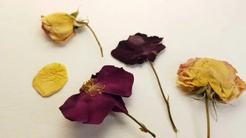 Art set of dry red and yellow roses flowers on beige paper. Stock Footage 239470075