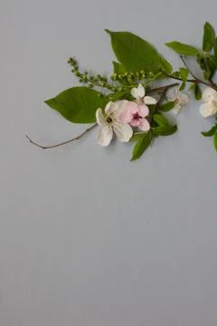 Art Spring Blooming spring flowers on grey background Stock Photos