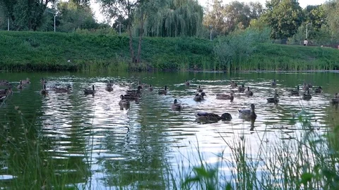 Art view, Common goldeneye Bucephala clangula,sea duck, group of ducklings in Video stock 100632848