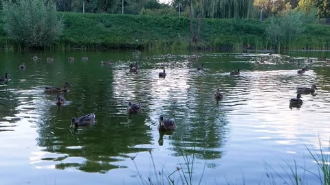 Art view, Common goldeneye Bucephala clangula,sea duck, group of ducklings in Video stock 100632909