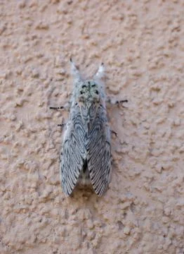 Artace moth on rough wall Foto stock