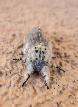 Artace moth on rough wall Stock Photos