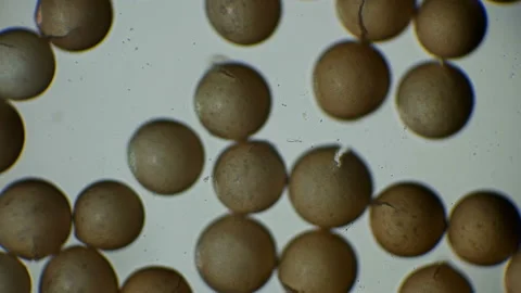 Artemia eggs under a microscope Stock Footage 85690673