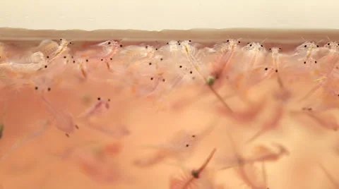 ​ artemia plankton Stock Footage 59970200