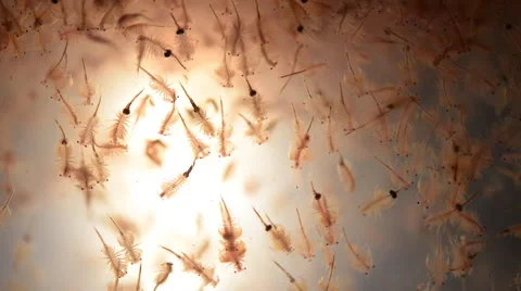 Artemia plankton Stock Footage 59970238