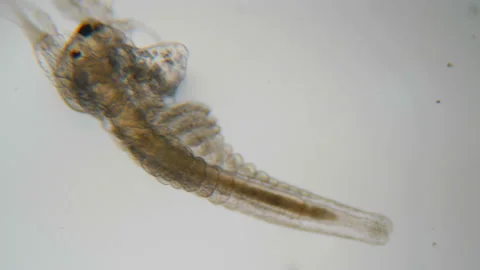 Artemia salina under the microscope. Closeup. Artemia plankton, Brine shrimp  Video stock 114583703