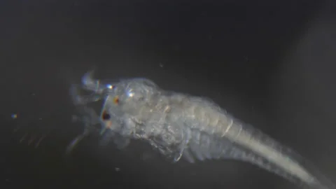 Artemia salina under the microscope. Closeup. Artemia plankton, Brine shrimp Stock Footage 114583722