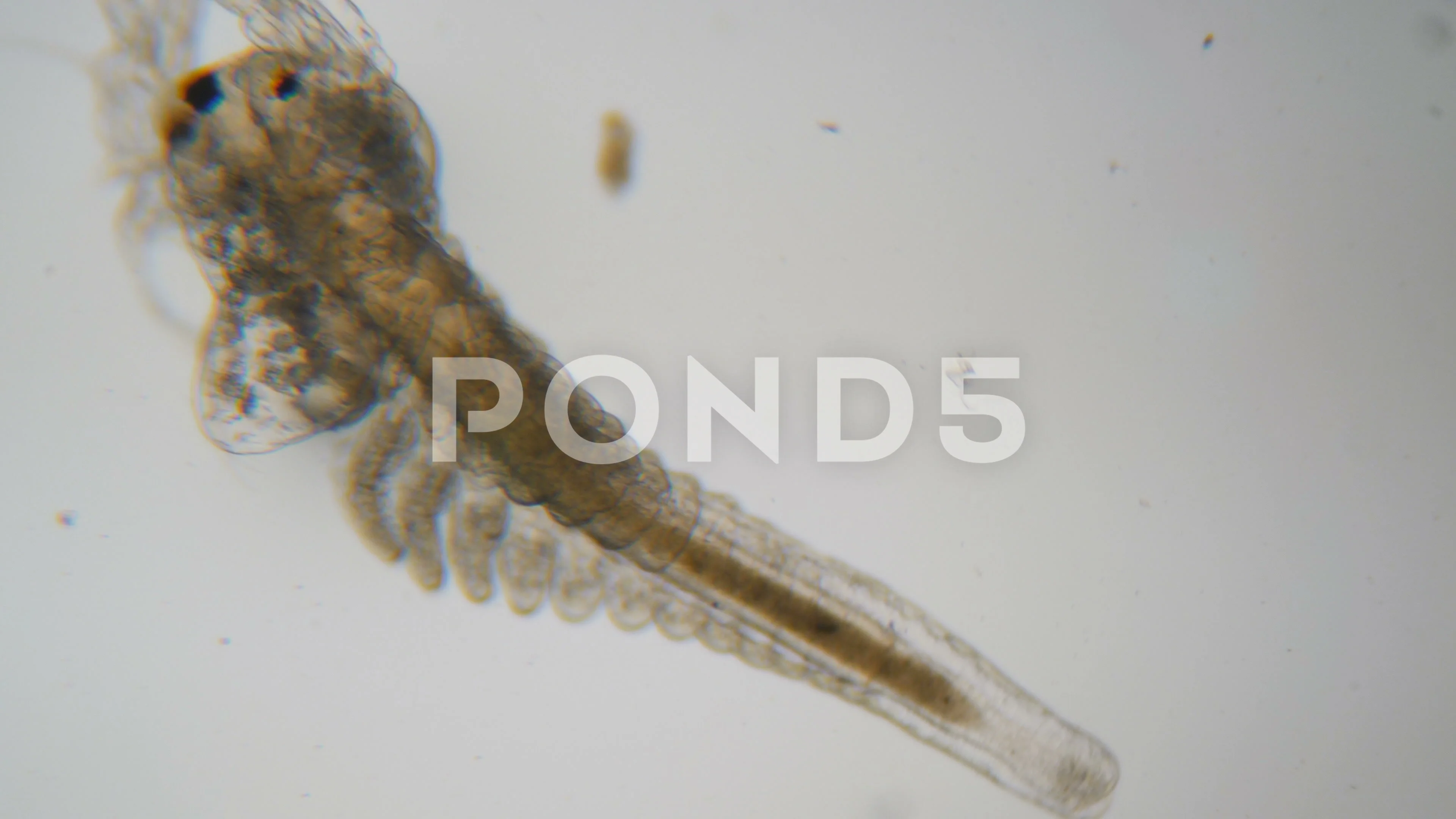 Microscopic image of Artemia salina in adulthood.