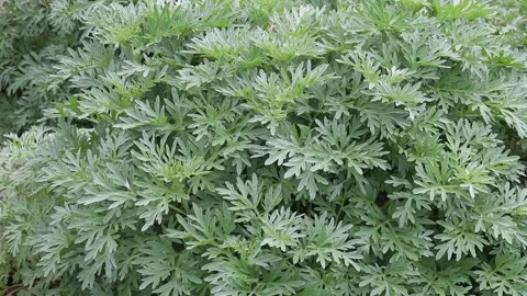 Artemisia absinthium foliage close up common wormwood leaves video Stock Footage 339417285