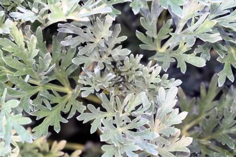 Artemisia absinthium Stock Photos