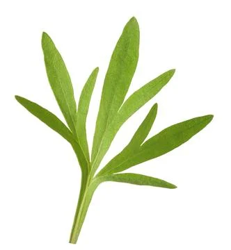 Artemisia absinthium Stock Photos