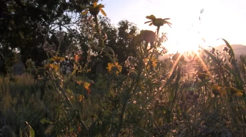 Artemisia at sunset Stock Footage 51034006