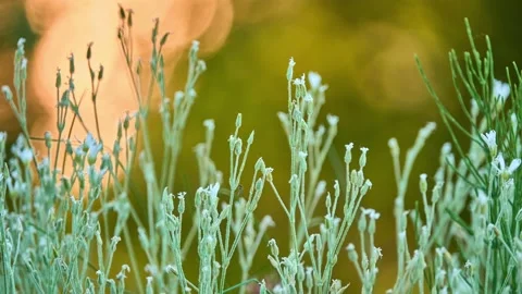Artemisia tridentata, commonly called big sagebrush, : 264 Great Basin sagebr Stock Footage 171243296