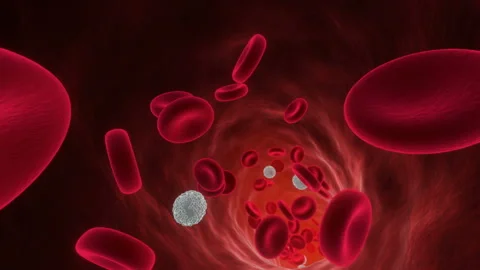 Arterial Blood Flow Stock Footage 119111361