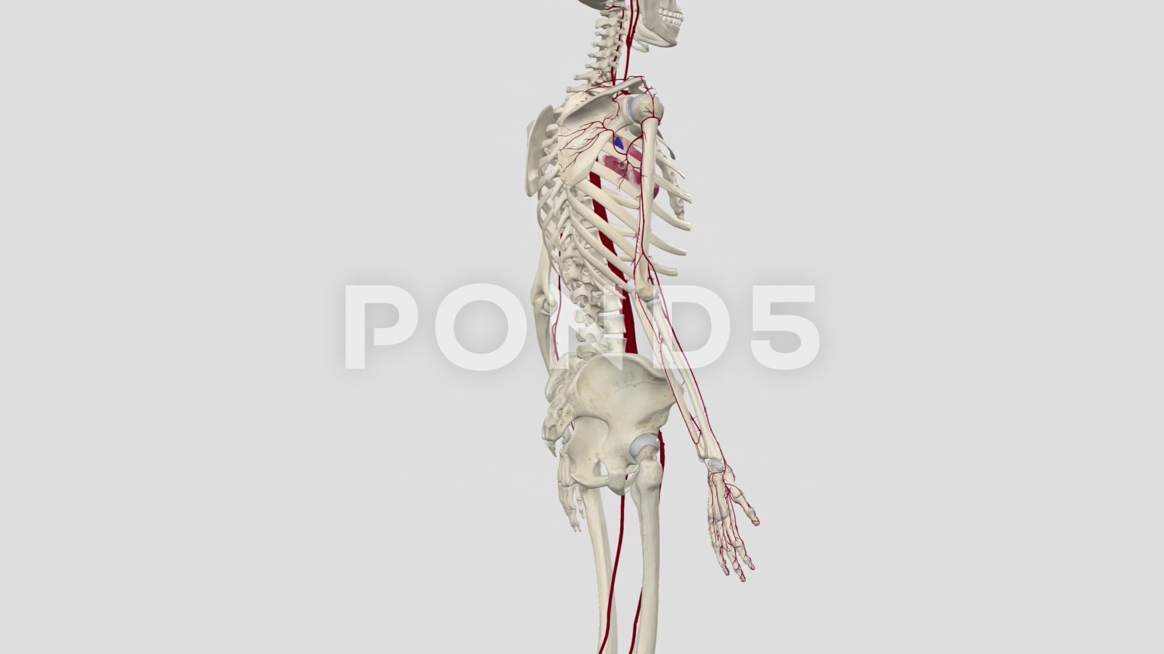 Arterial supply of the upper limb