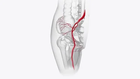 Arterial system Stock Illustration