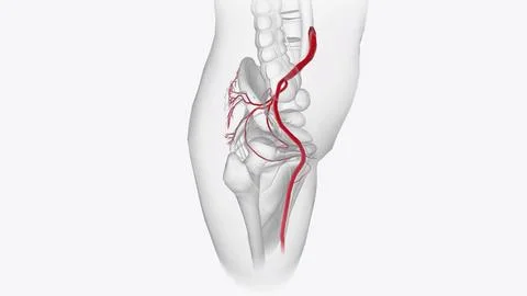 Arterial system Stock Illustration