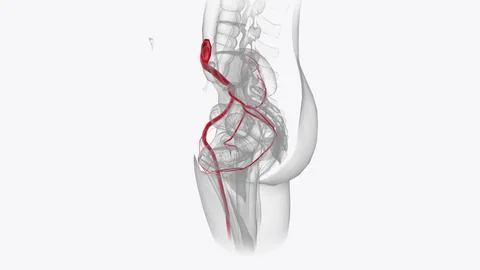 Arterial system Stock Illustration