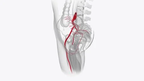 Arterial system Stock Illustration