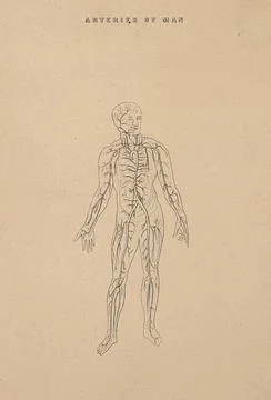The arterial system: illustration of a human figure, showing the veins and .. Stock Illustration