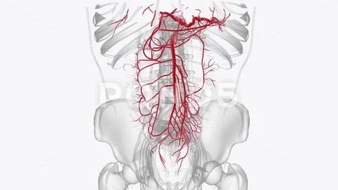 Arteries of anterior abdomen ~ Clip Art #268838031