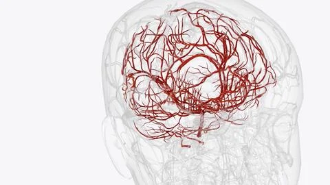 Arteries of brain Stock Illustration