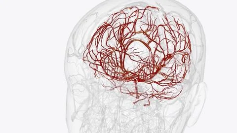 Arteries of brain Stock Illustration