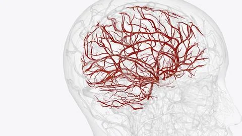 Arteries of brain Stock Illustration