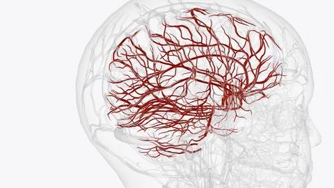 Arteries of brain Stock Illustration