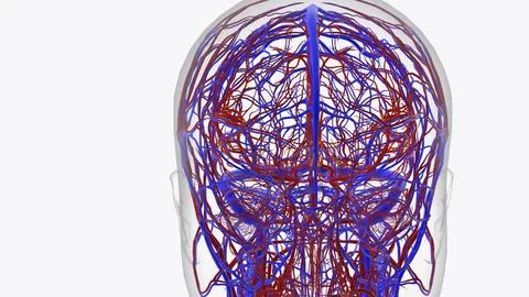 Arteries of brain Stock Illustration