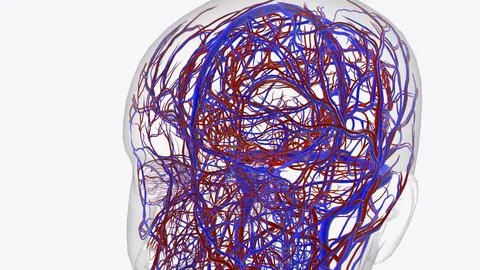 Arteries of brain Stock Illustration