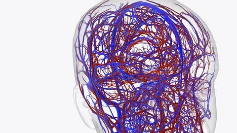 Arteries of brain Stock Illustration