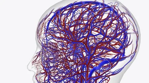 Arteries of brain Stock Illustration