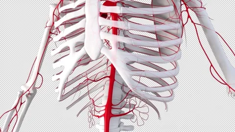 Arteries on Human Skeleton Video stock 263878241