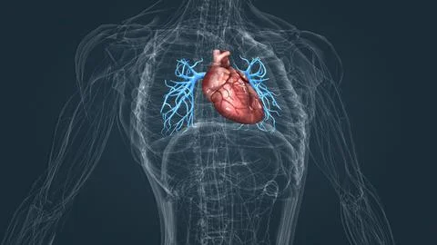 Arteries of the pulmonary circulation Stock Illustration