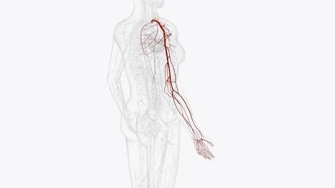 Arteries of right lower limb Stock Illustration