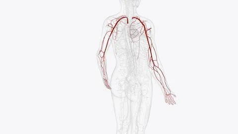 Arteries of upper limb Stock Illustration