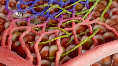 Arteriovenous junction, capillary bed, and blind-ended lymphatic capillaries. Vidéo 345102115