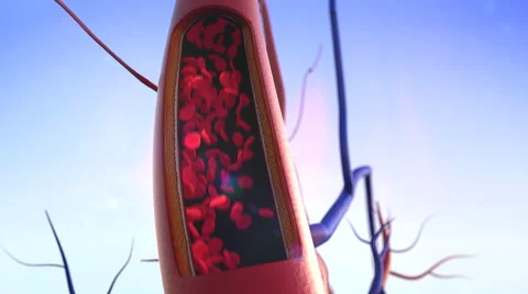 Artery, Capillary Stock Footage 44334060