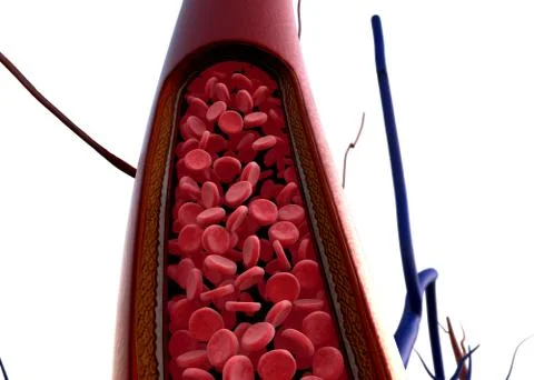 Artery shown with a cut out section イラスト素材