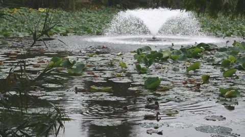 Artesian well and ducks walking on the lake Stock Footage 141638072