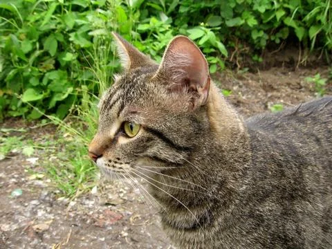 Artful cat Stock Photos